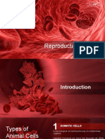 Reproductive System Male-Female