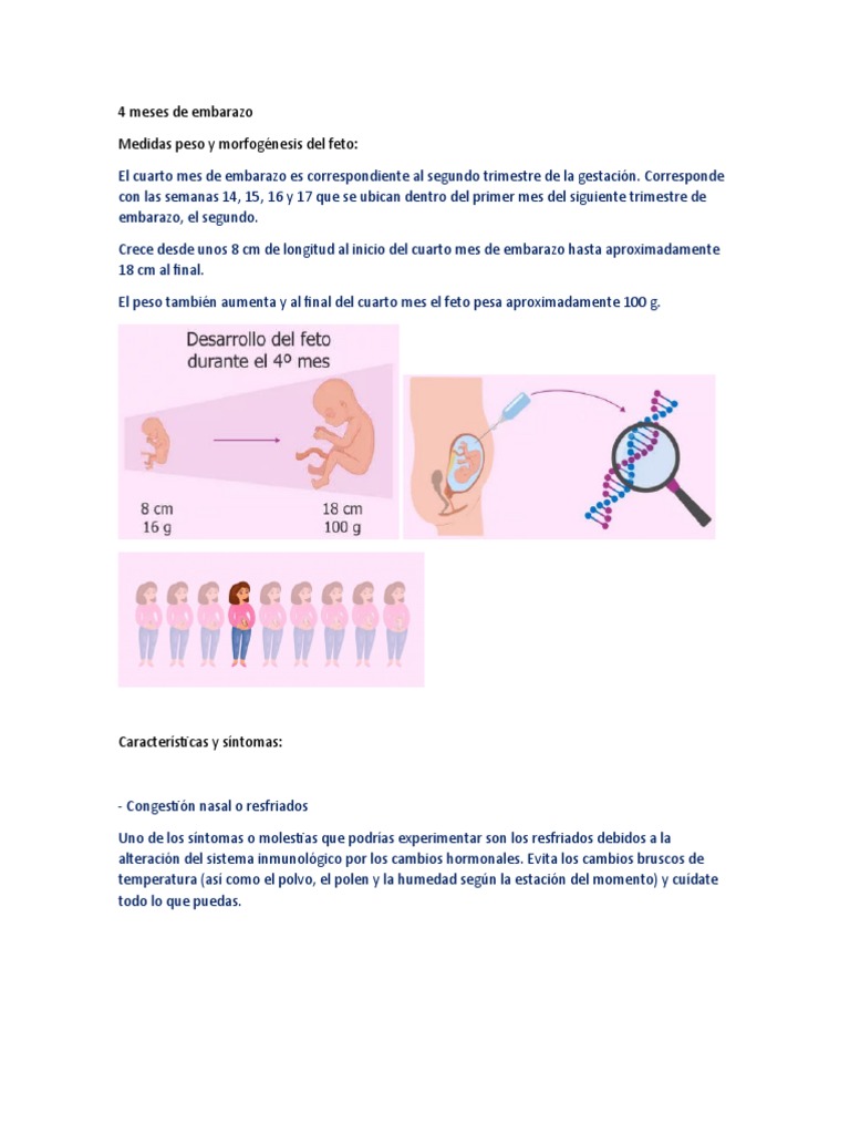 4to Mese de Embarazo | PDF