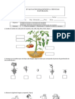 Evaluación diagnóstica ciencias naturales 2° básico