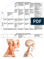 Musculos Del Cuello Vista Lateral