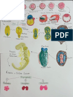 Neurobiologia embrionaria