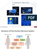 L5 Brain Continued