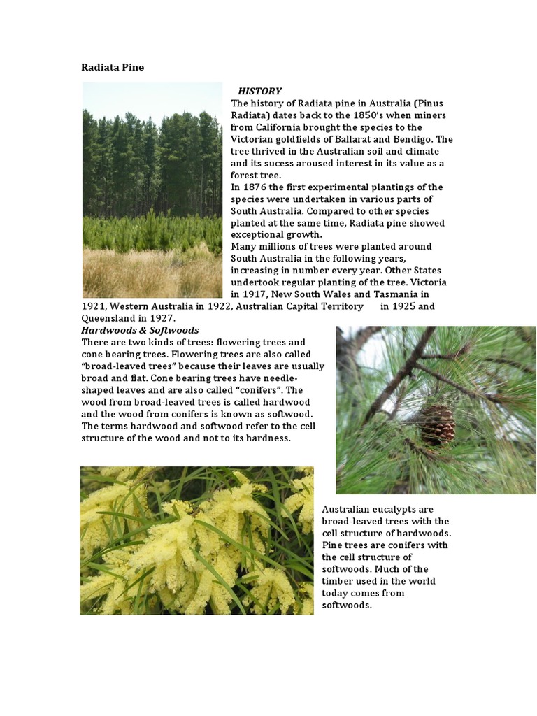 Radiata Pine: History and Characteristics | PDF | Trees | Wood