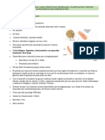 Gimnospermas: Características, Clasificación y Grupos Principales