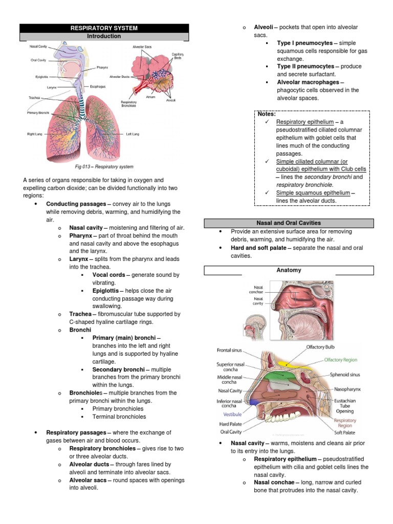 The Anatomy and Histology of the Respiratory System: A Focus on the ...