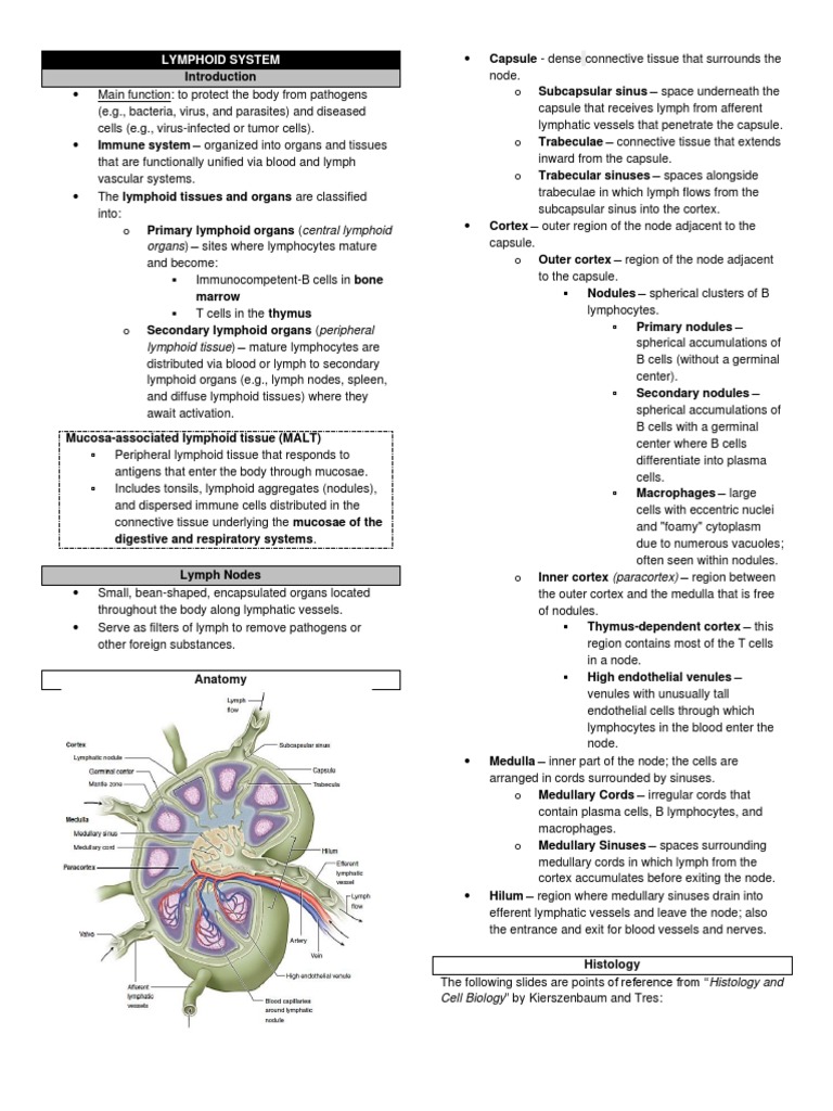 Lymphoid System Histology Overview | PDF | Lymph Node | Lymphatic System