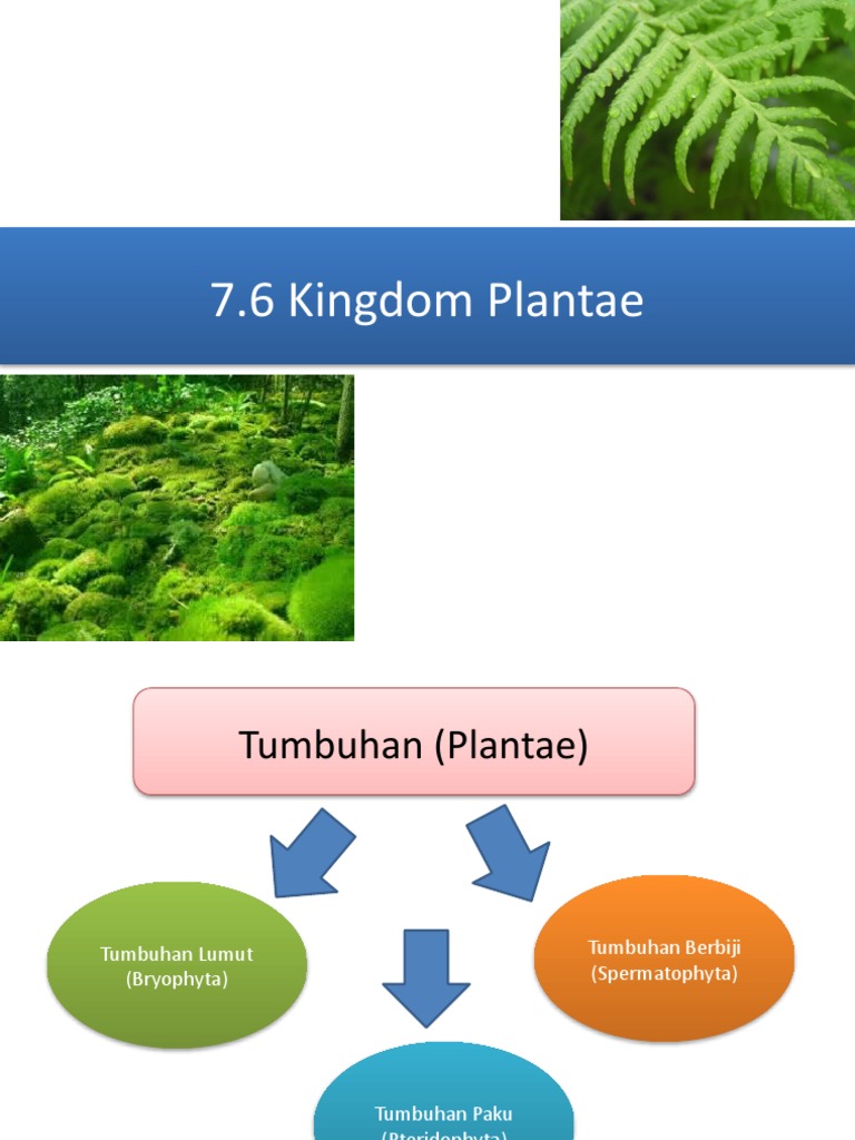 7.6 Kingdom Plantae (Tumbuhan) | PDF