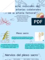 Plexo Sacro, Musculos Del Muslo