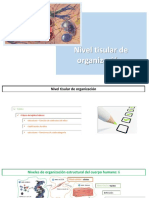 Nivel Tisular de Organización PDF