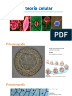 Teoría Celular-Biogral PDF