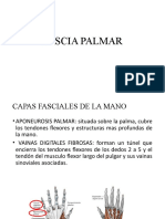 Fascia Palmar