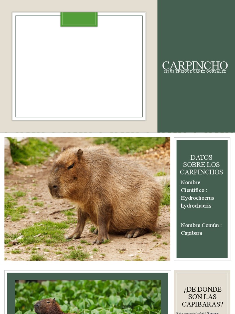 Datos sobre el Capibara (Carpincho) | PDF