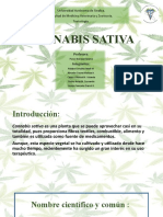 Cannabis sativa: Toxicología de la marihuana