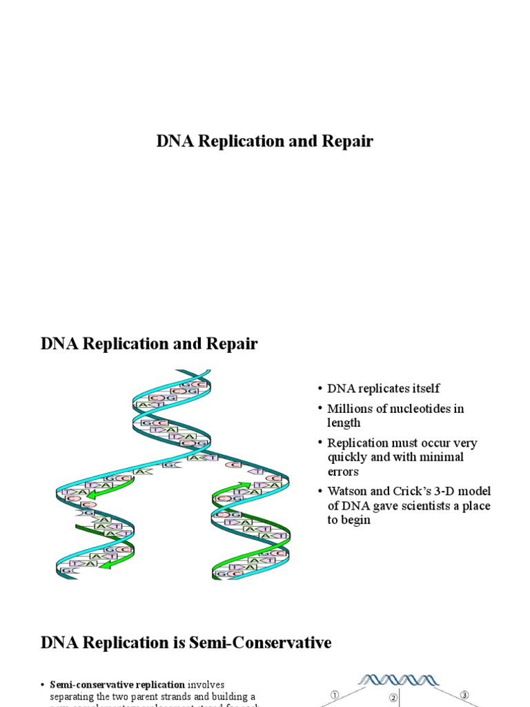 DNA Replication Process and Mechanisms | PDF | Science & Mathematics