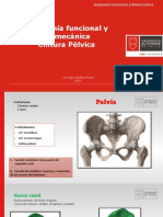 Anatomía funcional y biomecánica de la cintura pélvica