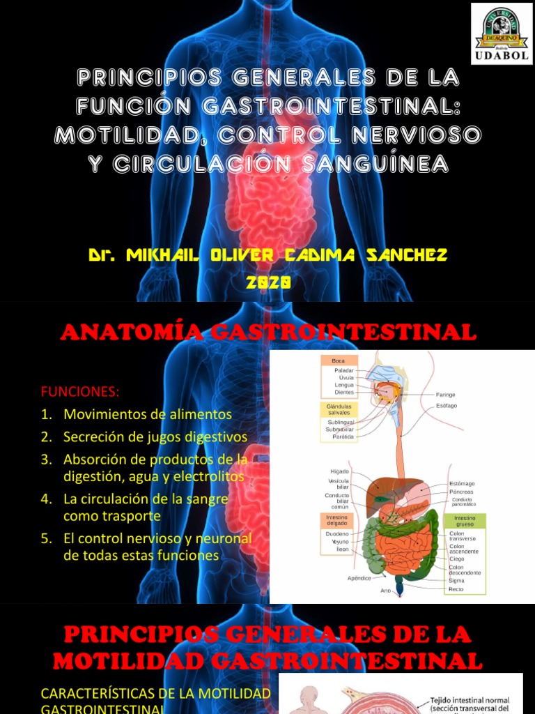 PRINCIPIOS GENERALES DE LA FUNCIÓN GASTROINTESTINAL - Dr. Cadima | PDF
