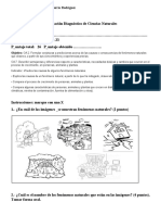 Ciencias Naturales Evaluacion Diagnostica