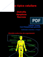 Distrofia Apoptoza Necroza