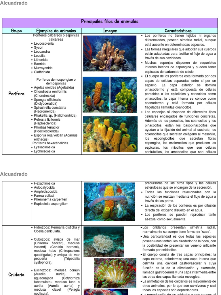 Principales Filos de Animales PDF | PDF
