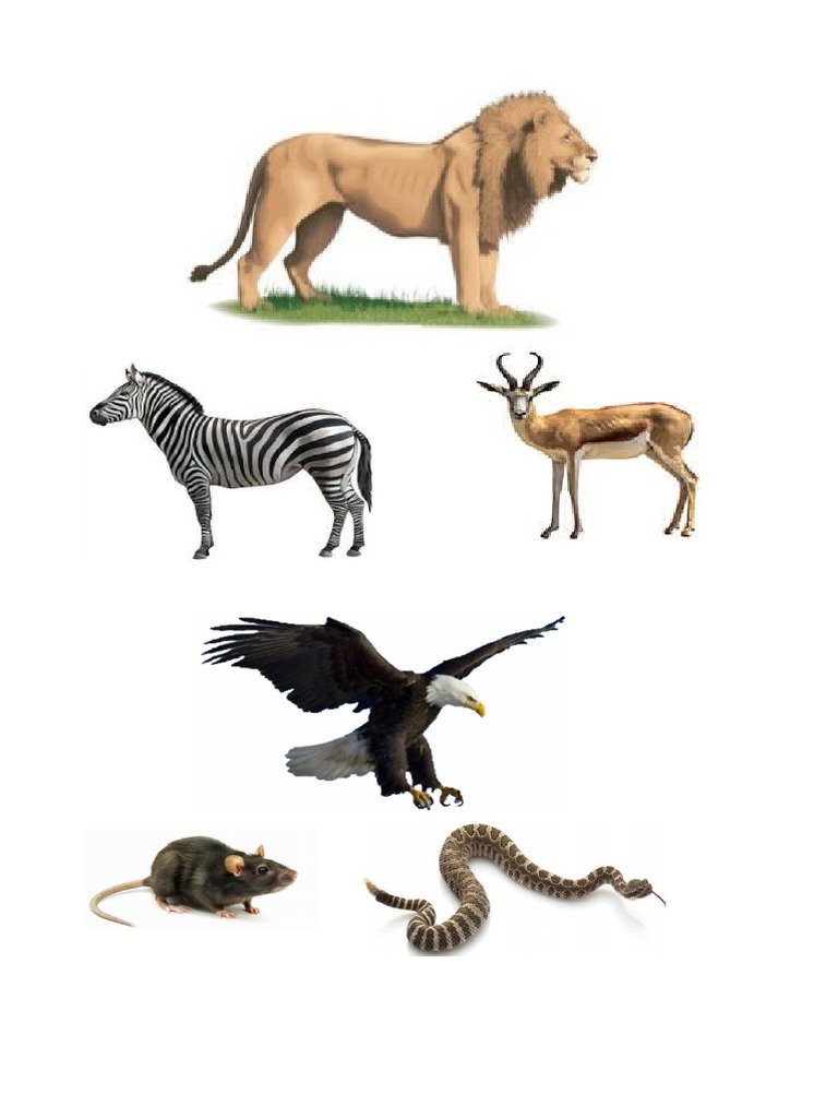 Hewan Dan Makanannya | PDF