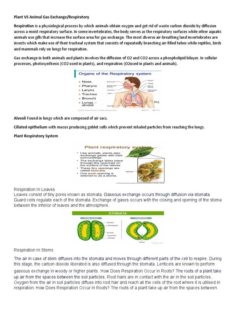 Gas Exchange in Plants and Animals | PDF