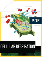 Mateo Aquiso Planas - Cellular Respiration DINB