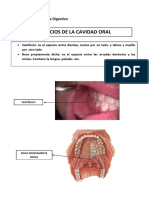 Informe - Sistema Digestivo (EN CORRECIÓN) PDF