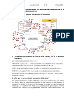 Ciclo ácido cítrico metabolitos importancia