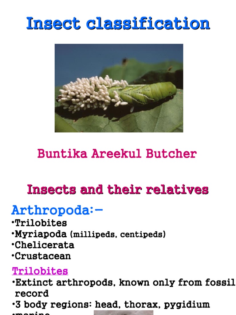 Insect Classification | PDF