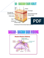 BAGIAN BAGIAN TUBUH MANUSIA.docx