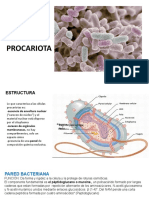 T 11 Célula Procariota