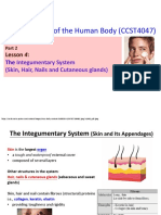 #4 Integumentary System PDF
