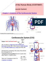 #5 Anatomy of The Cardiovascular System PDF