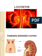 Sistemul Excretor