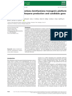 Developing A Nicotiana Benthamiana Transgenic Platform For High-Value Diterpene Production and Candidate Gene Evaluation