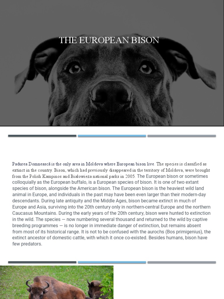 European Bison: Conservation Status | PDF