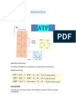 Ácidos Nucleicos PDF