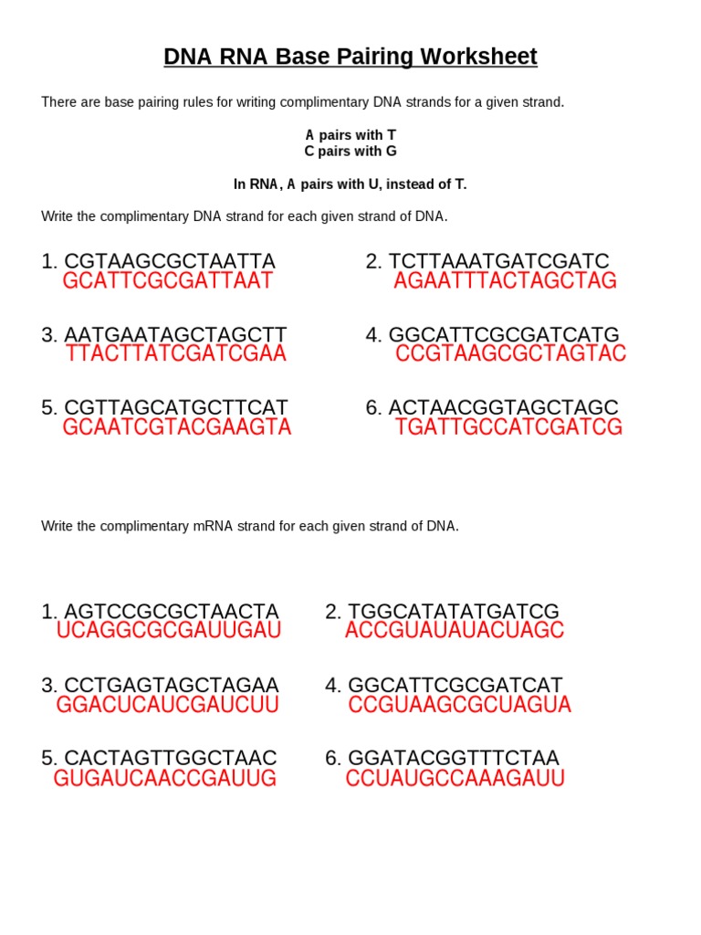 FABRIZIO VINO SORIA GALVARRO DNA RNA Base Pairing Worksheet PDF PDF
