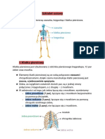 Szkielet Osiowy PDF