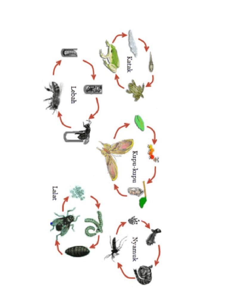 siklus daur hidup.docx | PDF