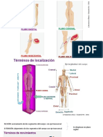 Generalidades Anatomia