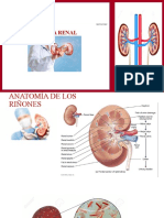 Sistema renal: anatomía, pielonefritis, glomerulonefritis, cistitis e insuficiencia renal crónica