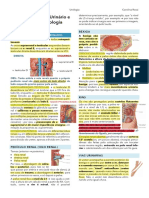 Aula 1 - Anatomia Do Sistema Urinário e Imagem em Urologia PDF