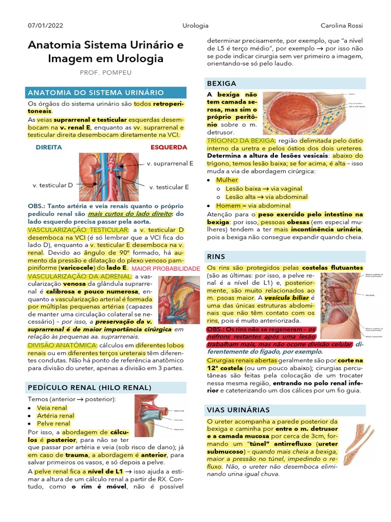 Aula 1 - Anatomia Do Sistema Urinário e Imagem em Urologia PDF | PDF