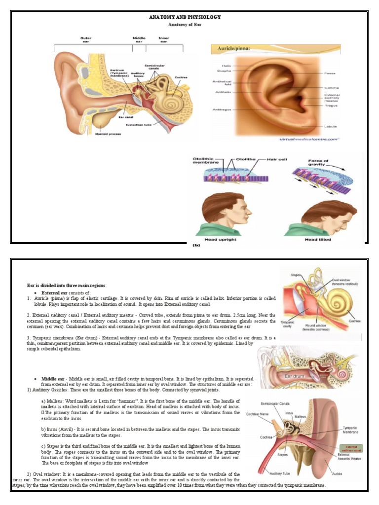Anatomy of the Human Ear | PDF