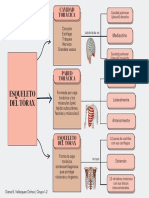 Esqueleto Del Tórax PDF