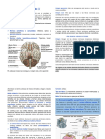 Pares Craneales I PDF