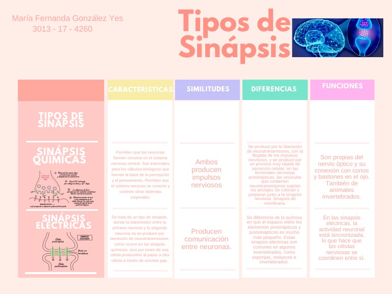 Tipos de Sinápsis - Maria Fernanda PDF | PDF | Sinapsis | Neurona