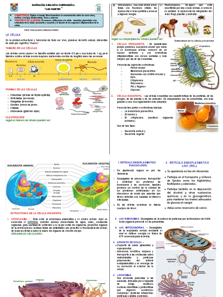 Estructura y Función de las Células | PDF | Biología Celular ...