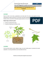 Ficha de Las Partes de La Planta PDF